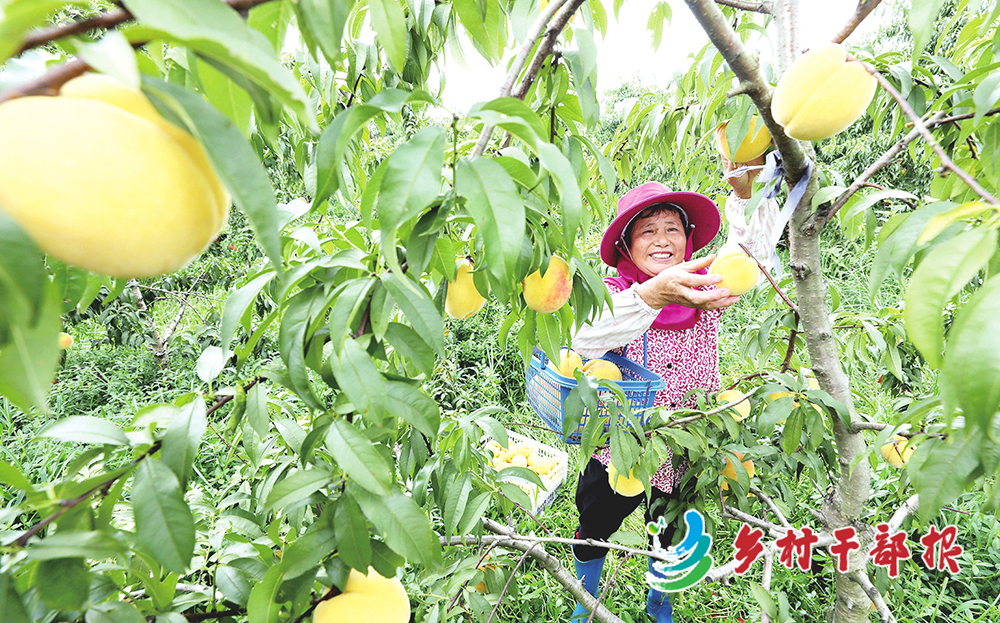 安庆市宜秀区芭茅村果农正在采摘黄桃2.jpg