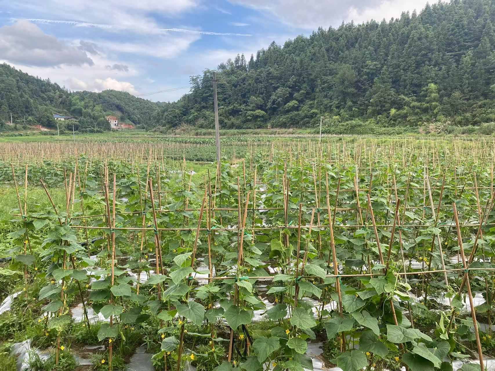 琉璃村种植的黄瓜   琉璃村村委会供图.jpg