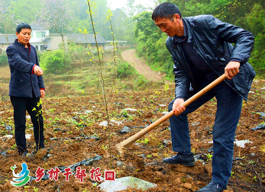 张洪华（右）和驻村干部在对皂角树进行田间管护.jpg