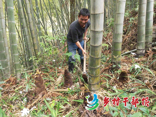 贵州锦屏：村民采挖竹笋。 杨超摄2.jpg