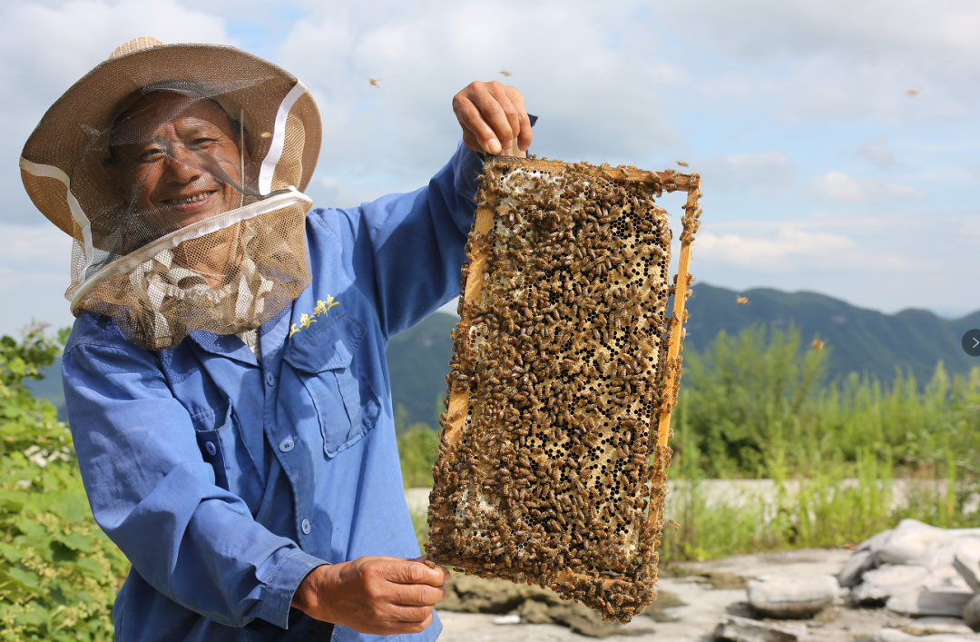 图为务川自治县红丝乡蜜蜂养殖基地，基地工作人员正在查看蜂群.png