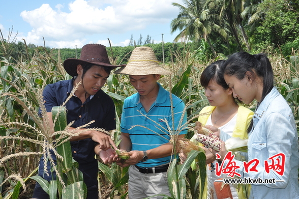大学生“村官”在实验基地查看玉米长势。