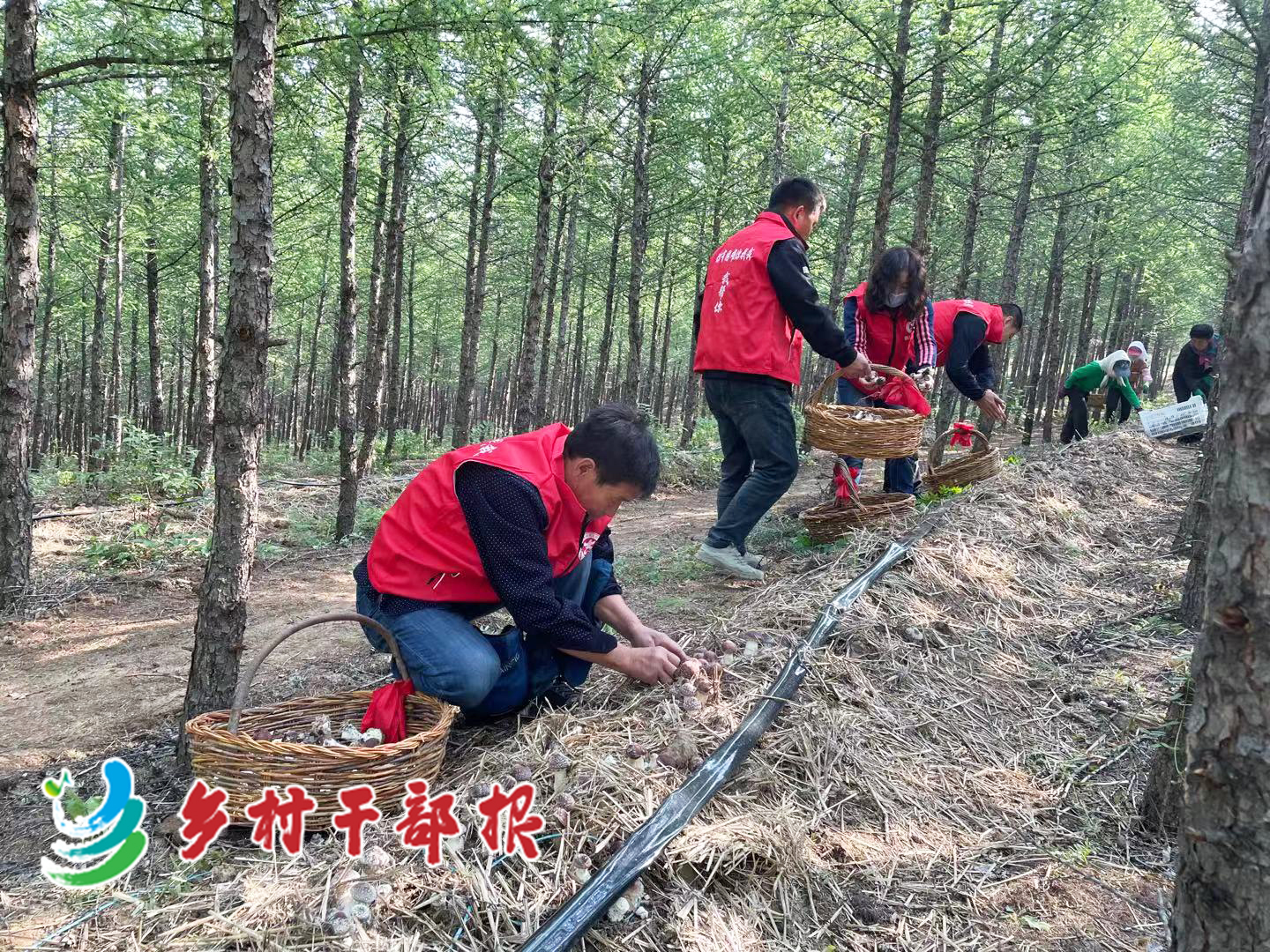 内蒙古赤峰市稿件配图(克什克腾旗经棚镇合意村发展林下大球盖菇产业。魏乐供图2.jpg