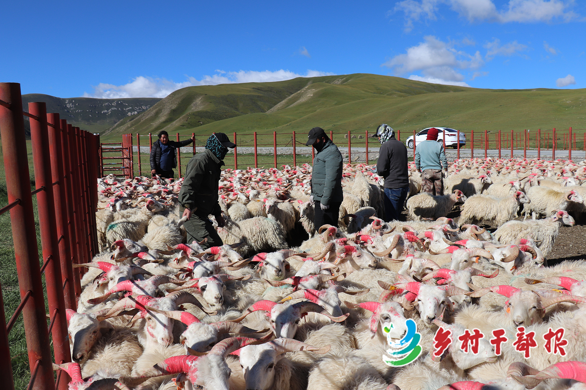 梅陇生态畜牧业专业合作社羊圈。2.jpg