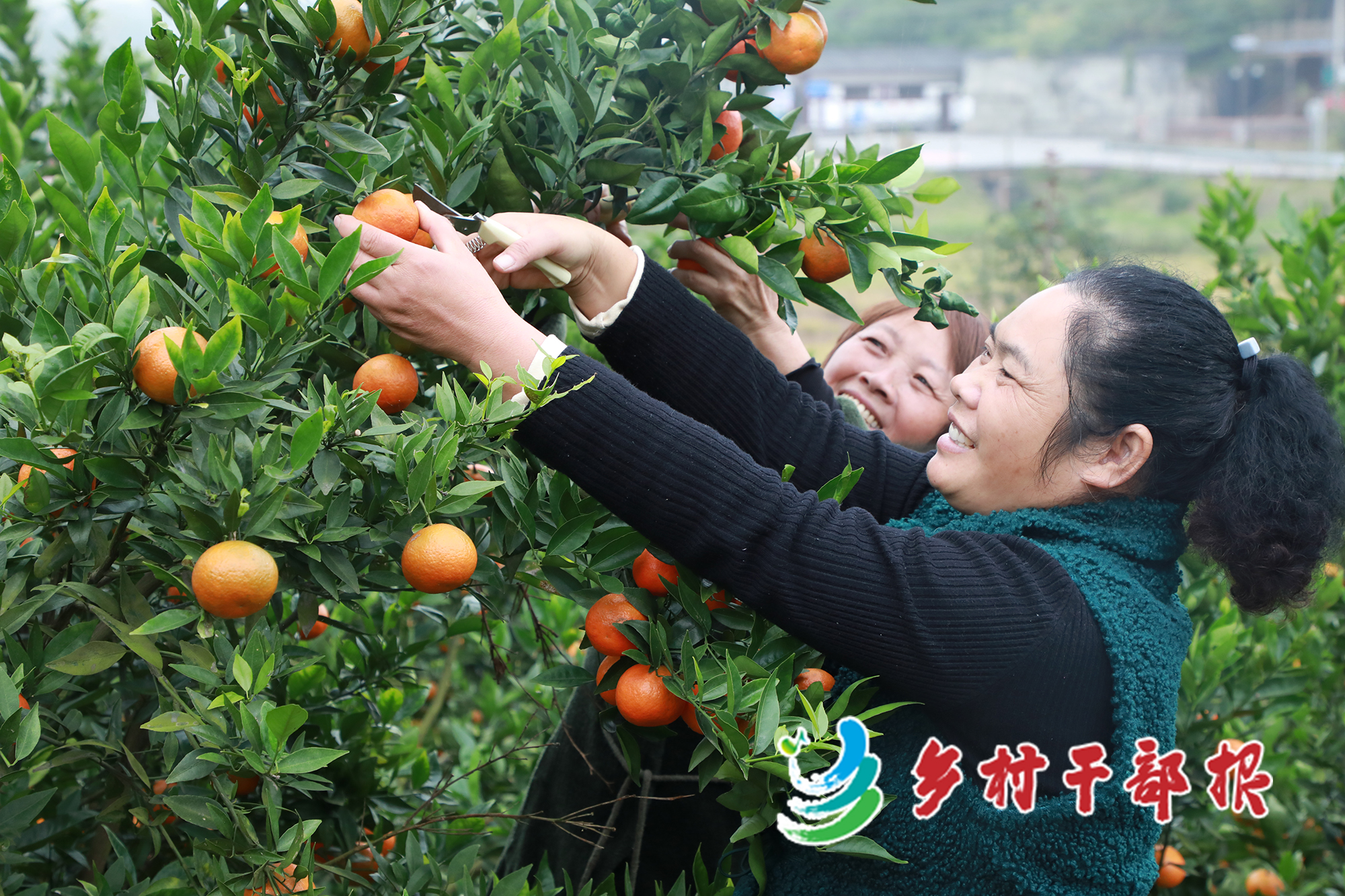 明星村女书记配图(李明秀（右）与村民一起采摘柑橘。2.jpg