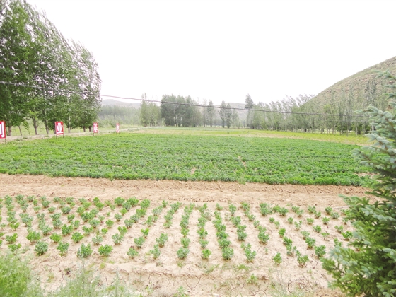 大学生帮扶村民发展特色种植业。