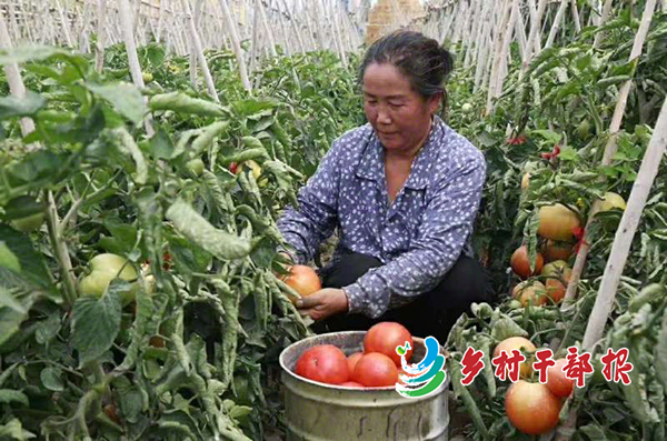 特写村民在庭院采摘西红柿2.jpg