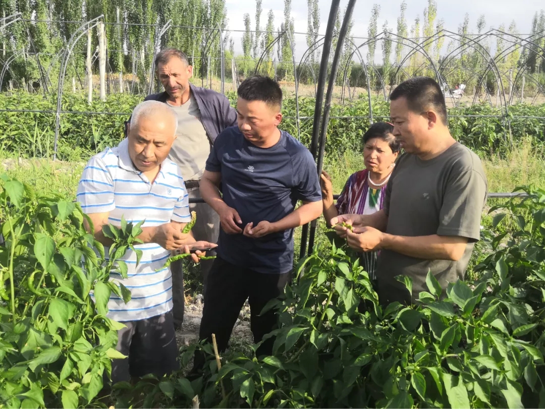 新疆脱贫攻坚先进个人张小宾配图2张（张小宾（中）邀请石河子大学专家到村指导蔬菜种植技术。（资料图）.jpg