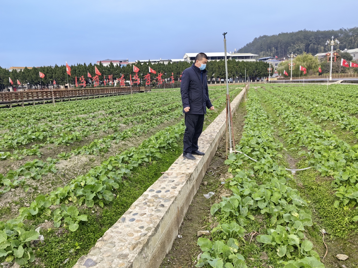 王伟了解红军公田油菜花种植情况.jpg