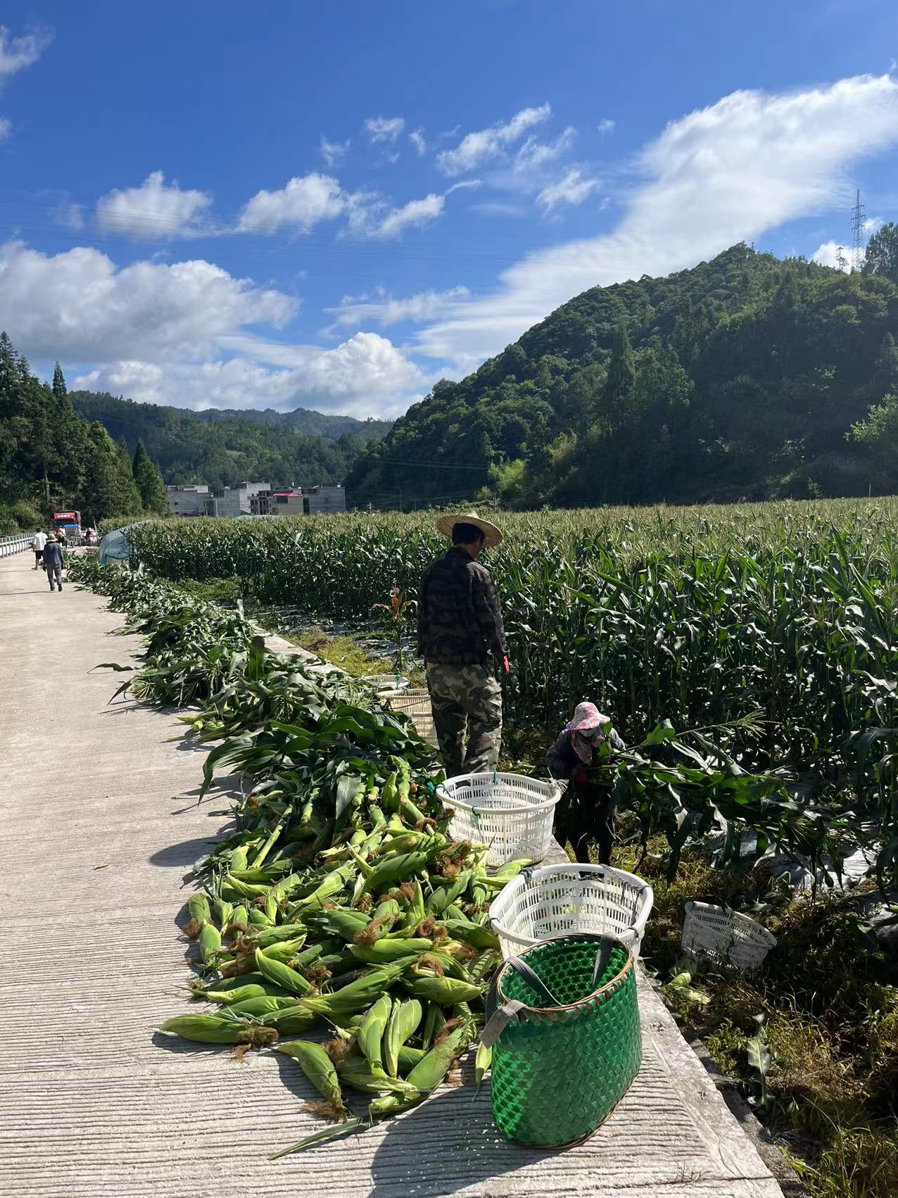 贡川村村民在收玉米。 （礼门乡党委供图）.jpg