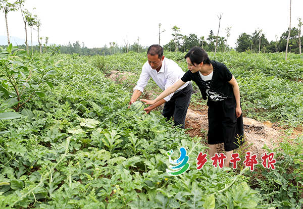 第一书记王鹏和村党总支书记杨庭玉查看薄壳山核桃林下套种西瓜的长势。沈果摄2.jpg