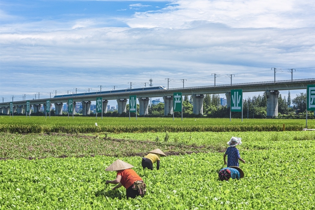 永丰村村民在田间劳作.jpg