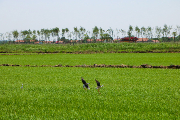 胜利村.JPG