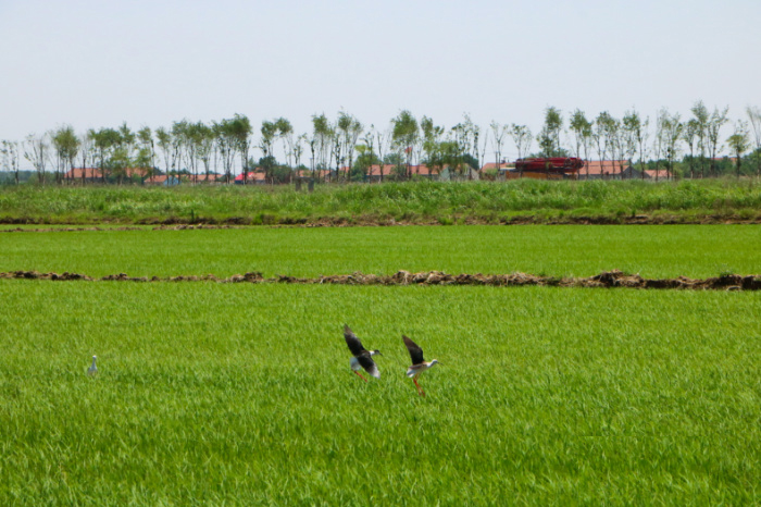 胜利村.JPG