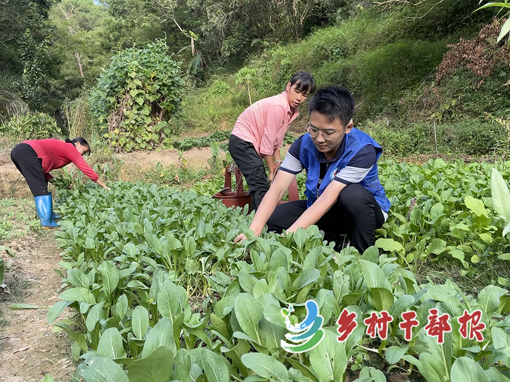 选调生陈浩铭配图(陈浩铭（右一）帮村民摘菜。2.jpg