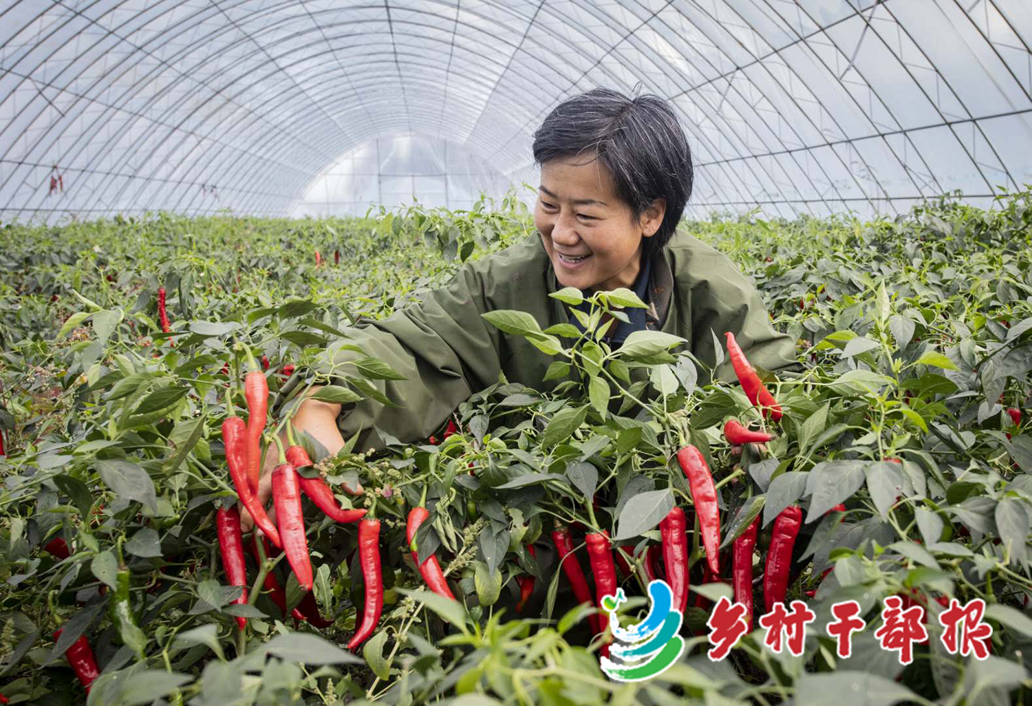 冷菊贞在村里的辣椒大棚（资料图）2.jpg