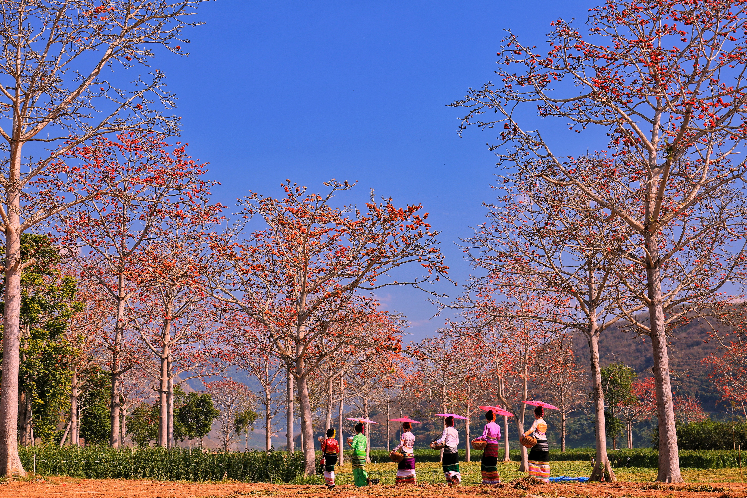 xishuangbanna.png
